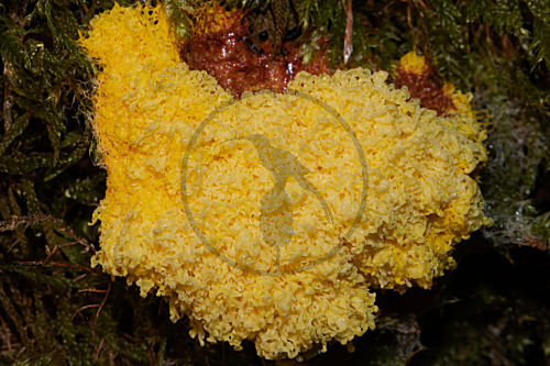 Gelbe Lohblüte, Hexenbutter