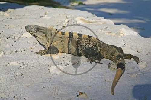 Schwarzer Leguan in Mexico Yucatan