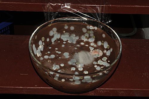 Schimmelpilze auf Pudding