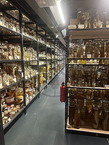 Fischsammlung, Naturkundemuseum Berlin