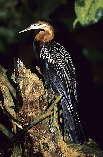 Afrikanischer Schlangenhalsvogel