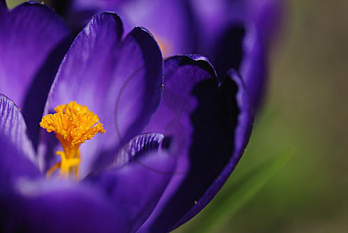 krokus
