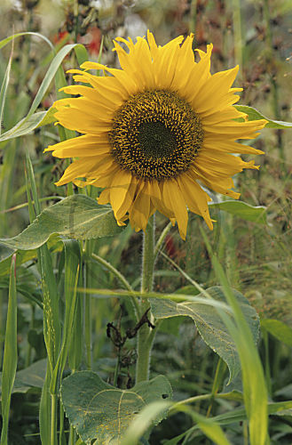 Sonnenblume