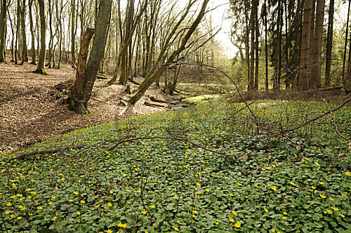 Frühlings-Scharbockskraut Wiese im Wald