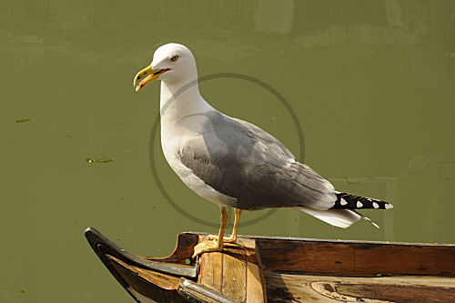 Mittelmeermöwe