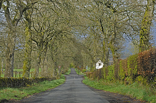 Stiel-Eiche Allee in Schottland