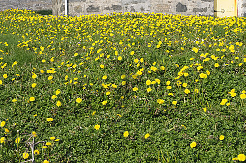 Löwenzahn Wiese