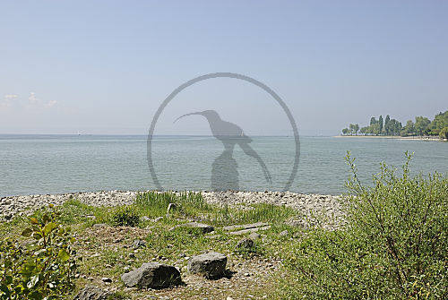 bodensee