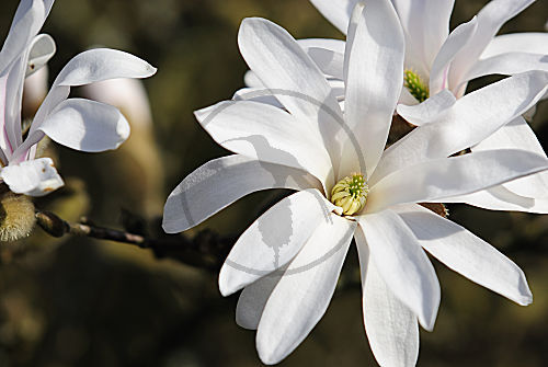sternmagnolie