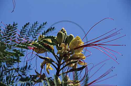 Paradiesvogelstrauch