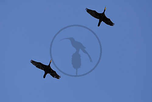 Kormorane im Flug