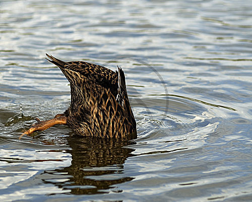 Stockente beim Gründeln