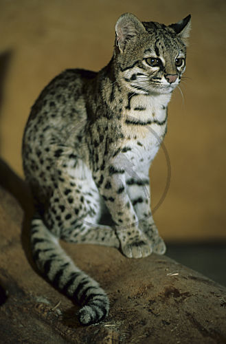 Tigerkatze