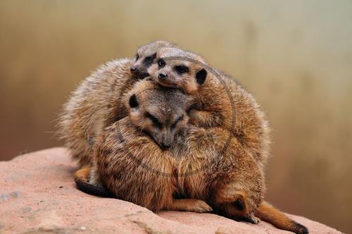 Erdmännchen