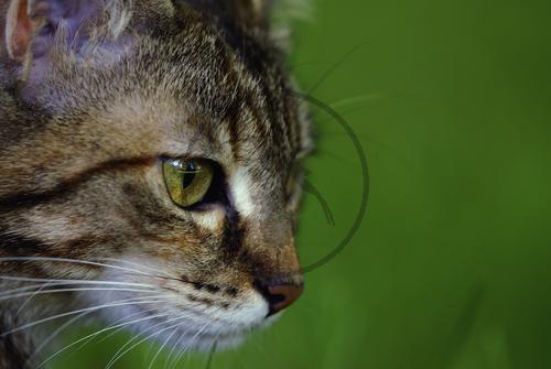 Hauskatze - Europäisches Kurzhaar