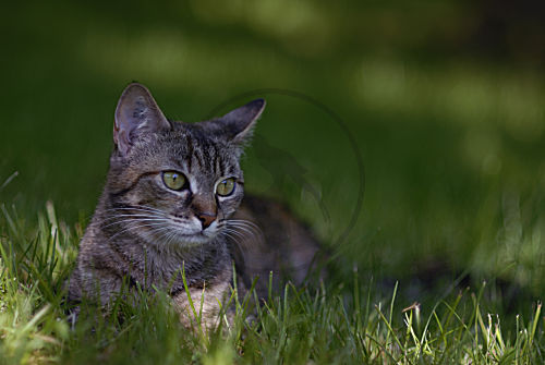 Hauskatze - Europäisches Kurzhaar