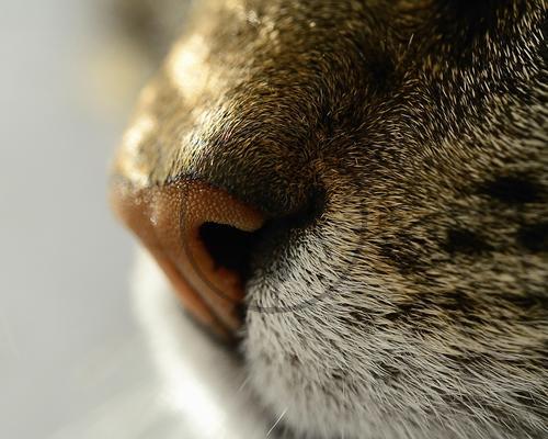 Hauskatze - Nase