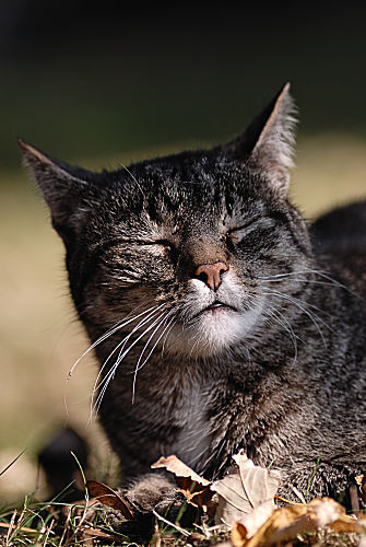 Hauskatze - Europäisches Kurzhaar