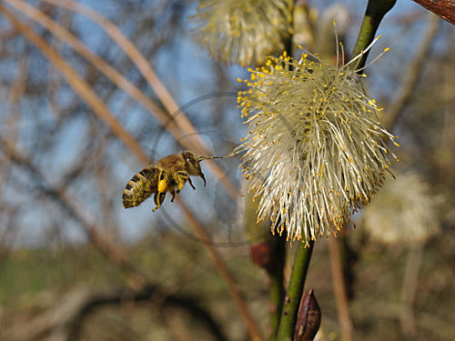 Trinkende Honigbiene