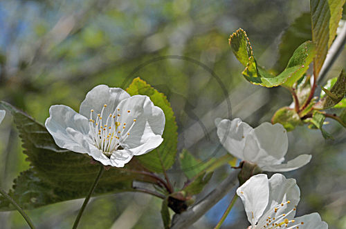 Vogel-Kirsche