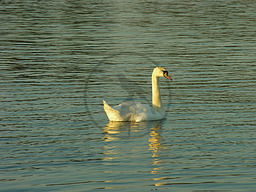 Höckerschwan