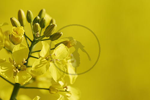 Rapsblüte
