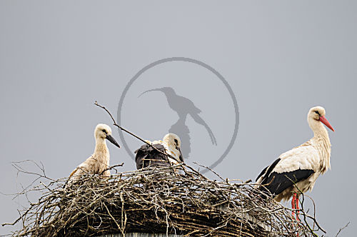 Weißstörche im Nest