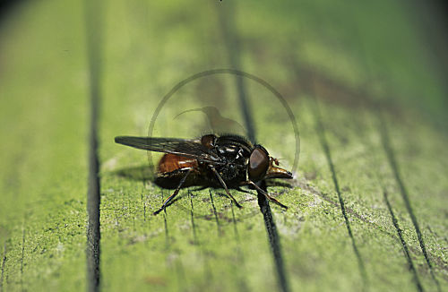 Schwebfliege