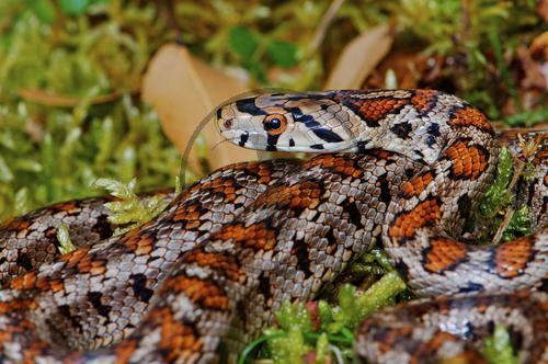 Leopardnatter