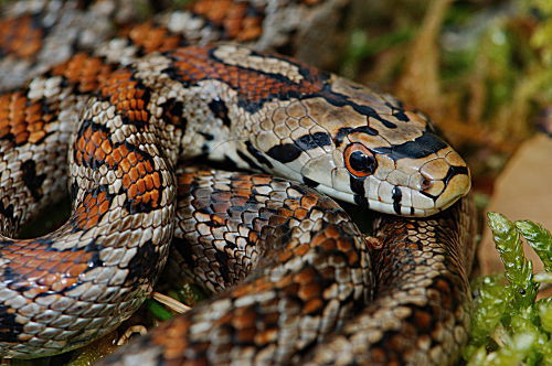 Leopardnatter, Portrait