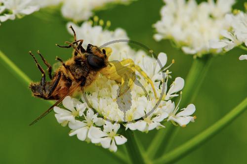 Krabbenspinne mit Beute