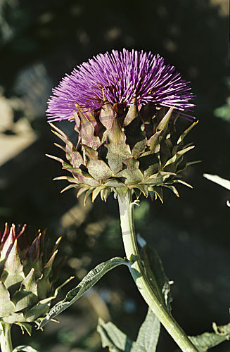 Gemüse-Artischocke