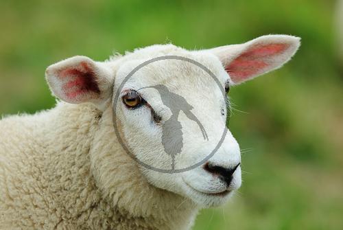 Ostfriesisches milchschaf