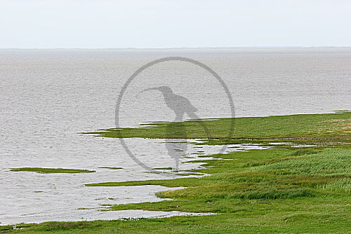 sylt