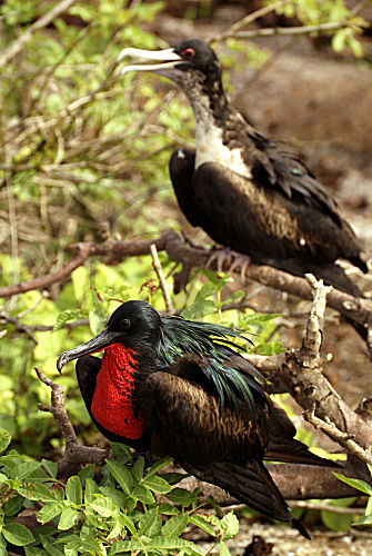 Bindenfregattvogel