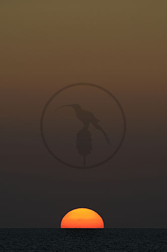 Sonnenuntergang am Meer