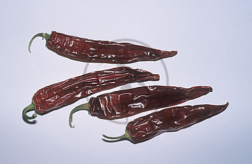 Chili-Schoten