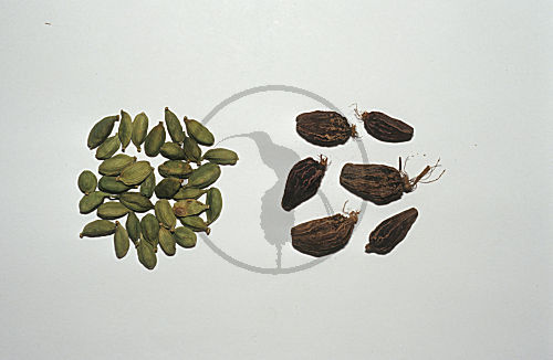 Grüner Kardamom und "falscher brauner Kardamom"