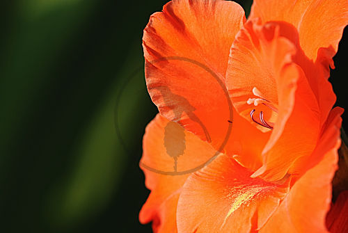 gladiole
