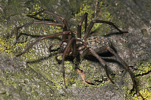 Hausspinne