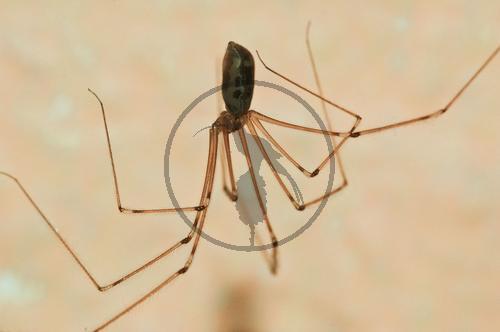 Zitterspinne