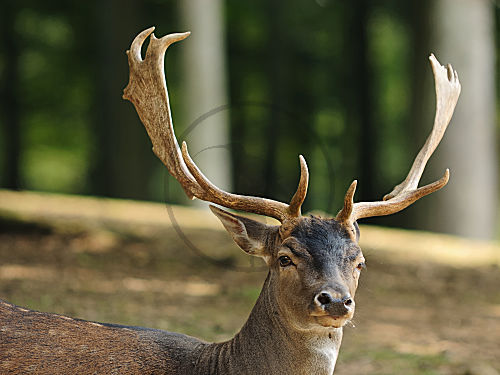 damhirsch