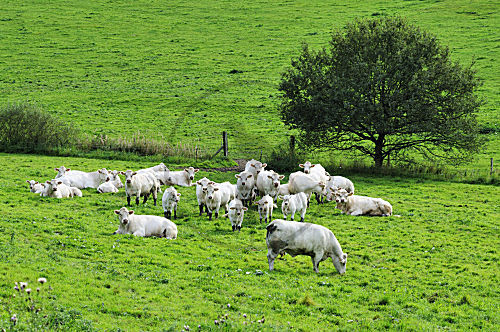 Charolais-Rind