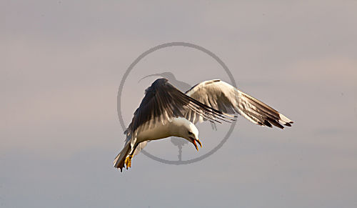 Sturmmöwe im Flug