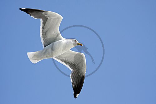 Möwe