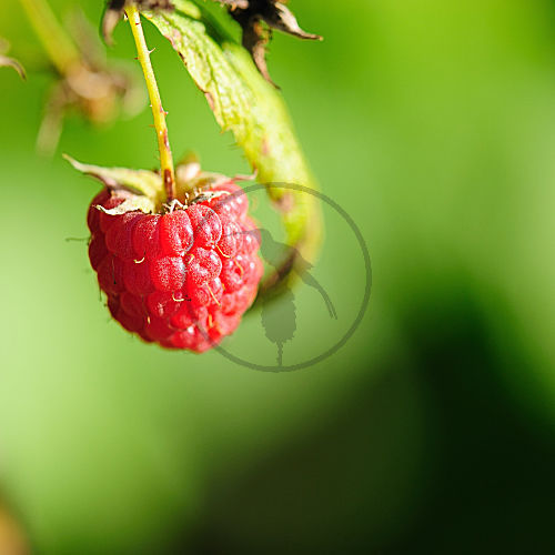 himbeere