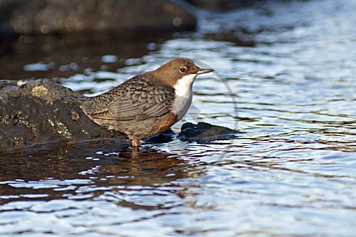 Wasseramsel