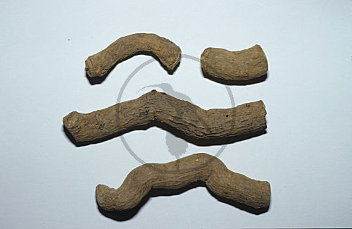 Indische Schlangenwurzel, Rauwolfiawurzel