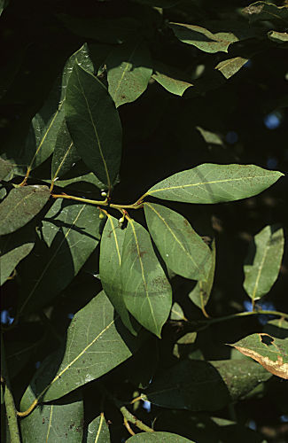 Lorbeerbaum