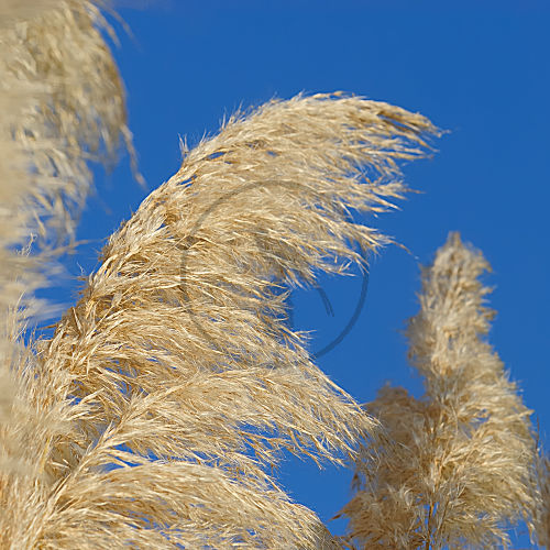 pampas gras